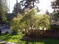 sun and shadows in the yard.jpg